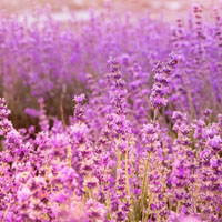 Steps Together Steps Together | Serenity Health Arts, a Center for Integrative Women's Health